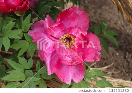Peony in full bloom Peony in full bloom 133531280