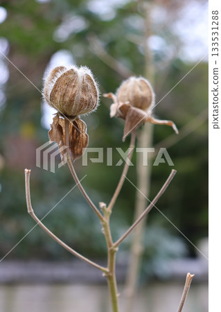 早春的花朵 133531288