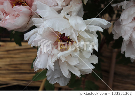 Peony in full bloom Peony in full bloom 133531302