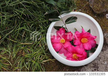 點亮日本冬日的山茶花 點亮日本冬日的山茶花 133531305