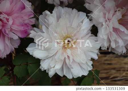 牡丹盛開 133531309