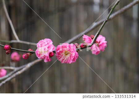 The lovely plum blossoms The lovely plum blossoms 133531314