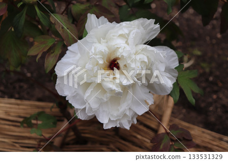 牡丹盛開 牡丹盛開 133531329