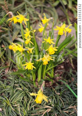Early spring flowers 133531332
