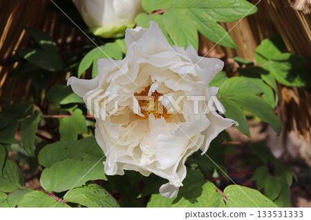 Peony in full bloom 133531333
