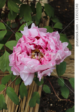 牡丹盛開 牡丹盛開 133531340