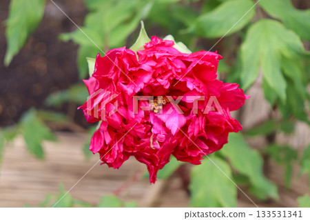 Peony in full bloom 133531341