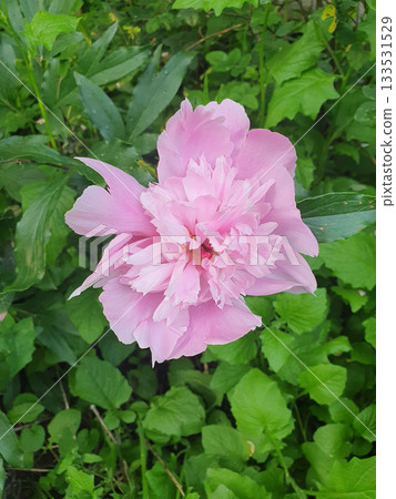 Lush pink peonies in full bloom impress with their tenderness and volume. 133531529