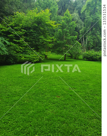 A spacious green lawn in a city park under a clear sky. Lush grass, open area surrounded by trees - an ideal place for a picnic A spacious green lawn in a city park under a clear sky. Lush grass, open area surrounded by trees - an ideal place for a picnic 133531534