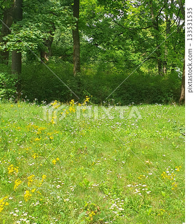 A spacious green lawn in a city park under a clear sky. Lush grass, open area surrounded by trees - an ideal place for a picnic A spacious green lawn in a city park under a clear sky. Lush grass, open area surrounded by trees - an ideal place for a picnic 133531535