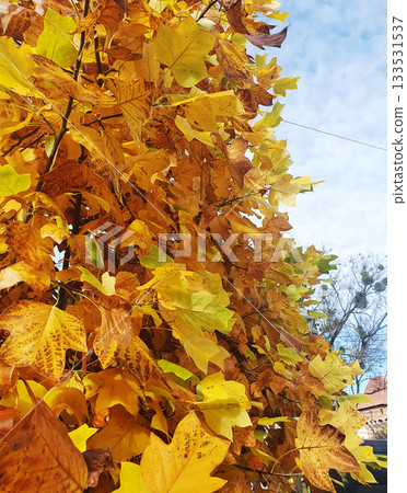 Golden maple leaves on tree branches in autumn forest. Sunbeams pass through the crowns Golden maple leaves on tree branches in autumn forest. Sunbeams pass through the crowns 133531537