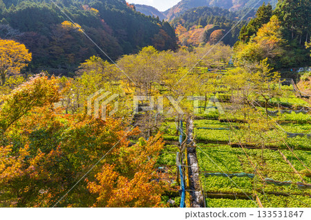 【靜岡縣】伊豆，伊卡達巴山葵田 - 秋季賞楓季 133531847