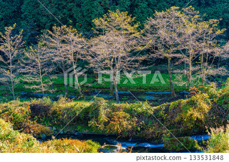 [Shizuoka Prefecture] Izu, Ikadaba Wasabi Fields - Autumn Foliage Season 133531848