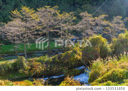 【靜岡縣】伊豆,伊卡達巴山葵田 - 秋季賞楓季 【靜岡縣】伊豆,伊卡達巴山葵田 - 秋季賞楓季 133531850