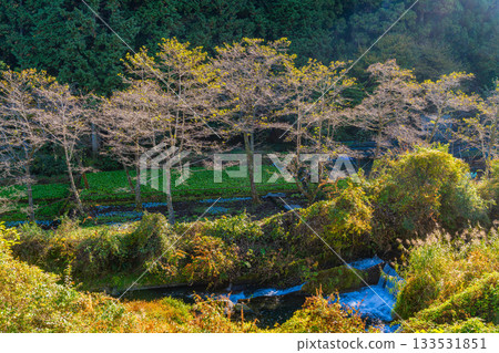 【靜岡縣】伊豆,伊卡達巴山葵田 - 秋季賞楓季 【靜岡縣】伊豆,伊卡達巴山葵田 - 秋季賞楓季 133531851