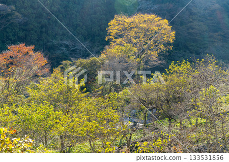 [Shizuoka Prefecture] Izu, Ikadaba Wasabi Fields - Autumn Foliage Season 133531856