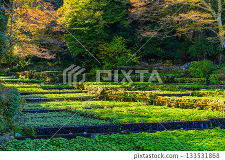 【靜岡縣】伊豆，伊卡達巴山葵田 - 秋季賞楓季 133531868