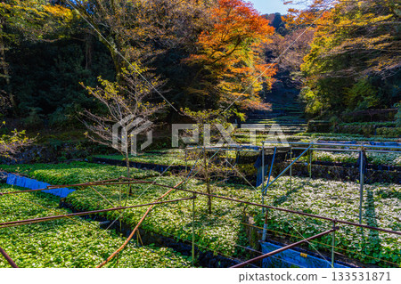 [Shizuoka Prefecture] Izu, Ikadaba Wasabi Fields - Autumn Foliage Season 133531871
