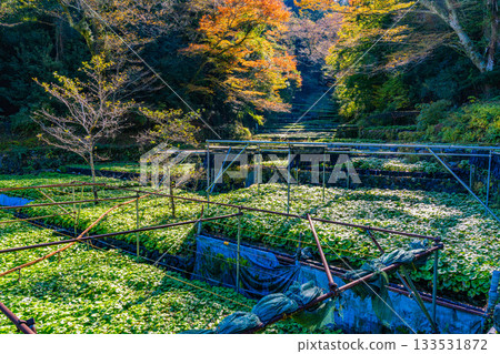 [Shizuoka Prefecture] Izu, Ikadaba Wasabi Fields - Autumn Foliage Season 133531872