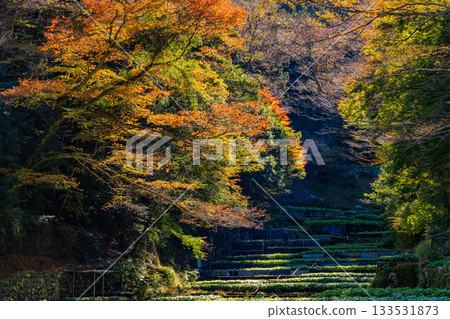 [Shizuoka Prefecture] Izu, Ikadaba Wasabi Fields - Autumn Foliage Season 133531873