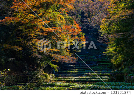 [Shizuoka Prefecture] Izu, Ikadaba Wasabi Fields - Autumn Foliage Season 133531874