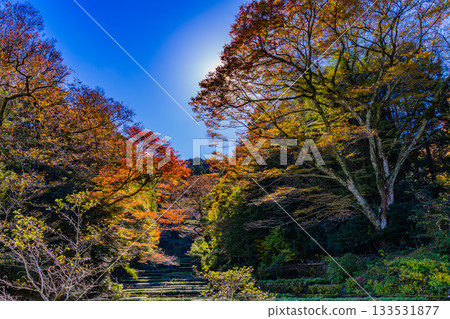 【靜岡縣】伊豆,伊卡達巴山葵田 - 秋季賞楓季 【靜岡縣】伊豆,伊卡達巴山葵田 - 秋季賞楓季 133531877