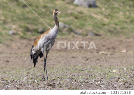 Common crane stands gracefully in Fokstumyra Nature Reserve, showcasing its elegance in Dovrefjell, Norway 133531888