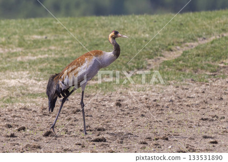 Common crane foraging in Fokstumyra Nature Reserve, Norway during early summer 133531890