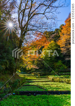 [Shizuoka Prefecture] Izu, Ikadaba Wasabi Fields - Autumn Foliage Season 133531905