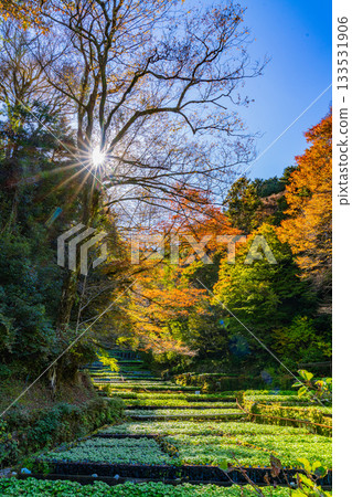 [Shizuoka Prefecture] Izu, Ikadaba Wasabi Fields - Autumn Foliage Season 133531906