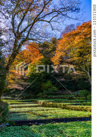 【靜岡縣】伊豆，伊卡達巴山葵田 - 秋季賞楓季 133531908