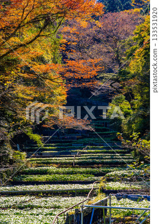 【靜岡縣】伊豆，伊卡達巴山葵田 - 秋季賞楓季 133531920