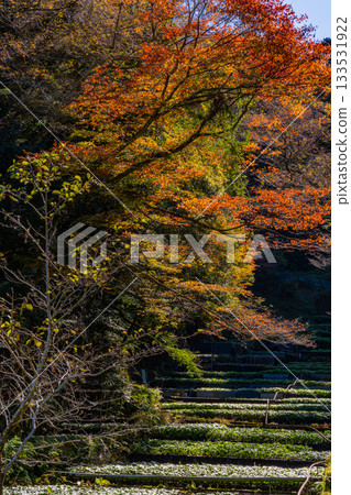 【靜岡縣】伊豆，伊卡達巴山葵田 - 秋季賞楓季 133531922