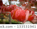 Dogwood foliage red leaves 133531941
