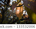 Sunlight shining on autumn leaves 133532006