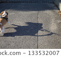 Shadow of a beagle walking in a sunny park 133532007