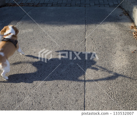 Shadow of a beagle walking in a sunny park 133532007