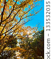 Sunlight through autumn leaves 133532035