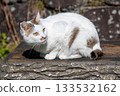 black and white striped cat 133532162