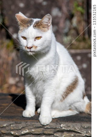 black and white striped cat 133532165