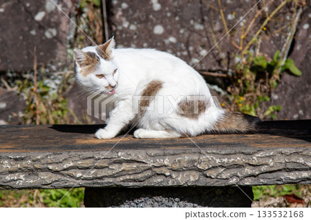 black and white striped cat black and white striped cat 133532168