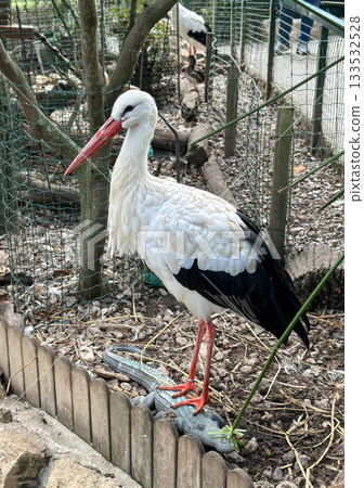Full-body portrait of a White Stork standing in a zoo enclosure 133532528