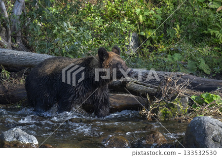 Fallen tree and brown bear 133532530