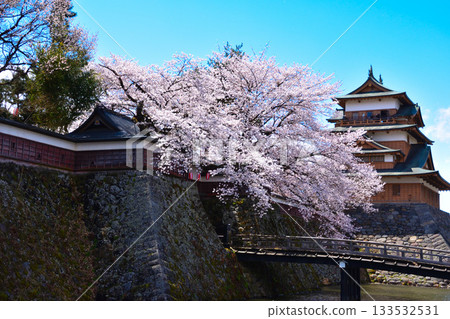 Spring Cherry Blossoms Suwa Takashima Castle Spring Cherry Blossoms Suwa Takashima Castle 133532531