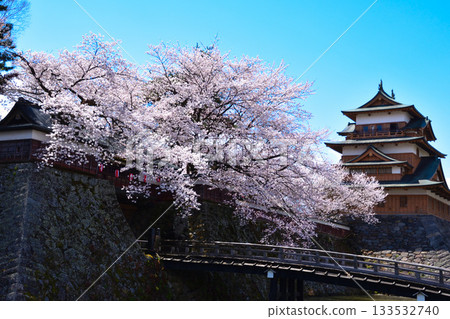 Spring Cherry Blossoms Suwa Takashima Castle Spring Cherry Blossoms Suwa Takashima Castle 133532740