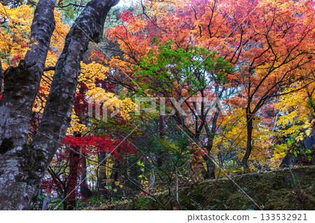 251118 Shiroyama Park z002 133532921