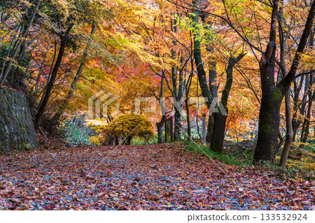 251118 Shiroyama Park z006 133532924