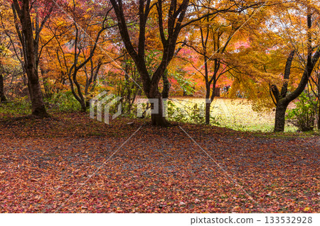 251118 城山公園 z015 133532928