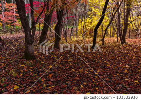 251118 城山公園 z017 251118 城山公園 z017 133532930