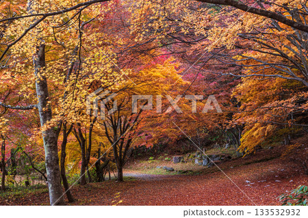 251118 Shiroyama Park z026 251118 Shiroyama Park z026 133532932